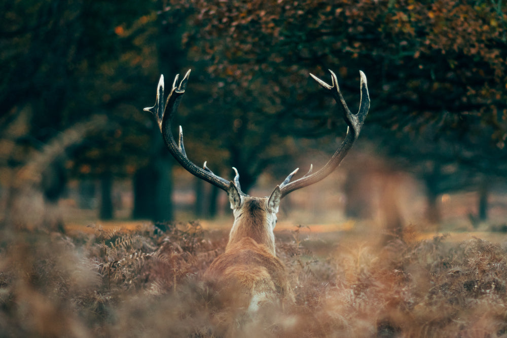 Antler Rings from Alpine Rings