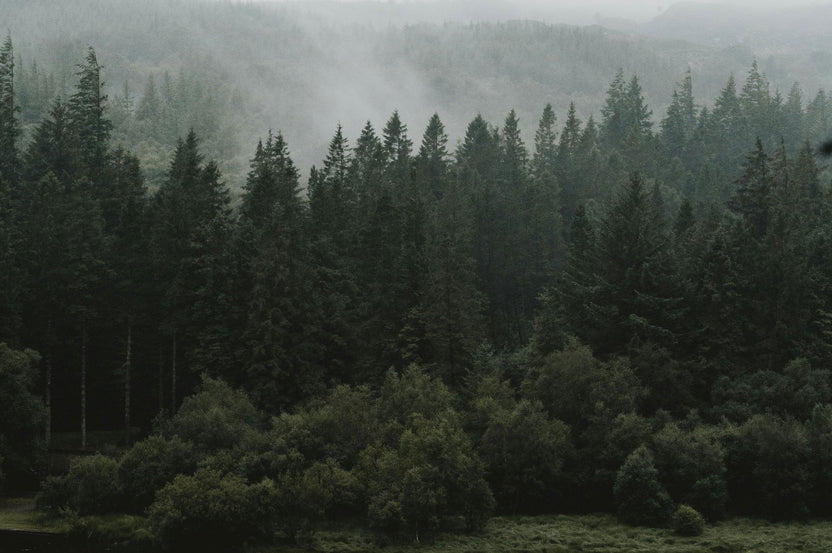 The Ember | 6MM – Alpine Rings